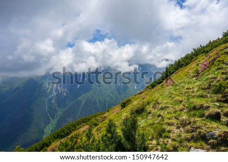Amazing landscape with pink rhododendron flowers on the mountain, in the summer and fluffy clouds. Carpathian Mountains, Fagaras, Romania, Europe