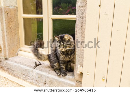Tortoiseshell cat sitting on the window sill of an old stone house. Warm ocher colors.