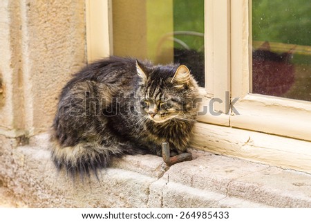 Tortoiseshell cat asleep on the window sill of an old stone house.  Warm ocher colors.