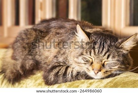 Closeup of tortoiseshell cat asleep on the sofa in front of windows. Warm ocher tones.