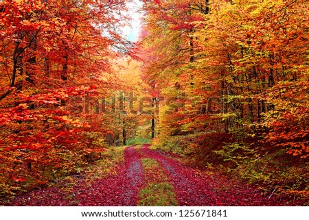 Book Autumn Forest in October