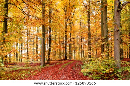 Book Autumn Forest in October