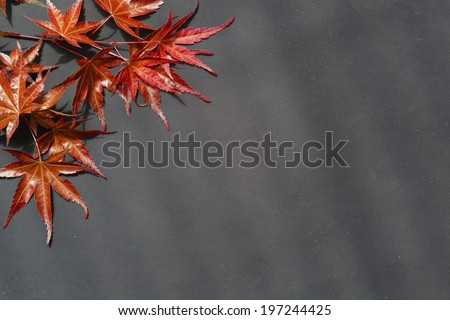 Darker worn background, framed with red maple leaves on Japanese Maple.