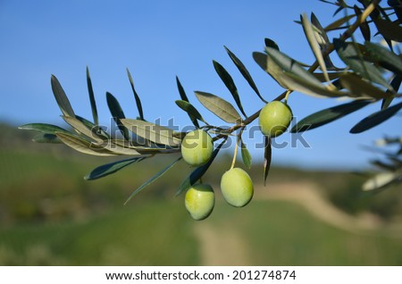 Olive branch with its Mediterranean fruits