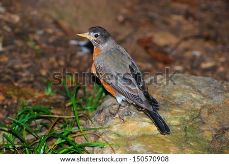 Isolated robin