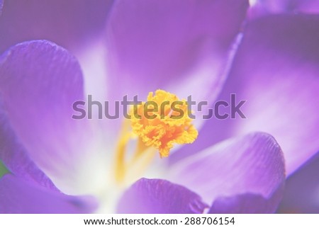 Close up of a crocus - soft focus and faded effect