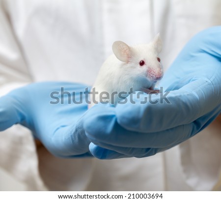 Scientist holding white laboratory mouse (mus musculus) in hands