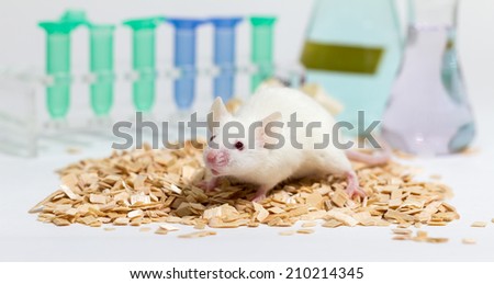 White laboratory mouse, with glasware and animal bedding, shallow depth of field
