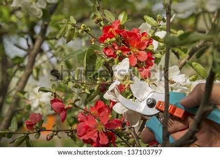 Pruning branch of hedge, bush or tree with garden scissor
