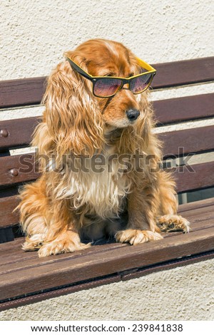 Coker spaniel with sunglasses / Coker spaniel intelligent dog wearing sunglasses sitting on a bench