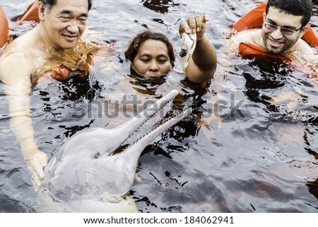 AMAZON, BRAZIL - CIRCA MARCH 14 2014: The Amazon river dolphin, alternatively Bufeo, Bufeo Colorado, Boto Cor de Rosa, Boutu, Nay, Tonina, or Pink Dolphin (Inia geoffrensis), is being feed by a local.