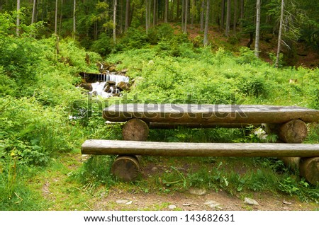 Wooden bench in a thick pine forest