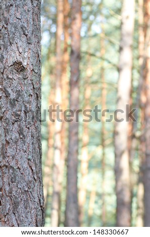 Tall pine tree trunk close-up in a thick pine forest