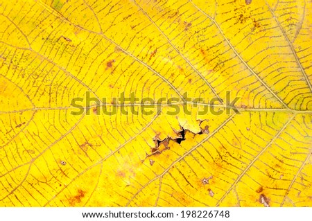 a yellow leaf fall on ground burn by sunbeam