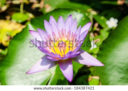 Purple lotus flower in late spring.
