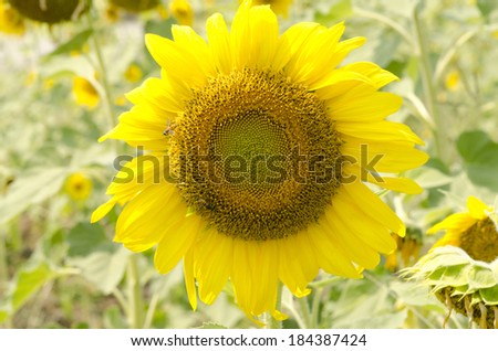 bee fly on sunflower