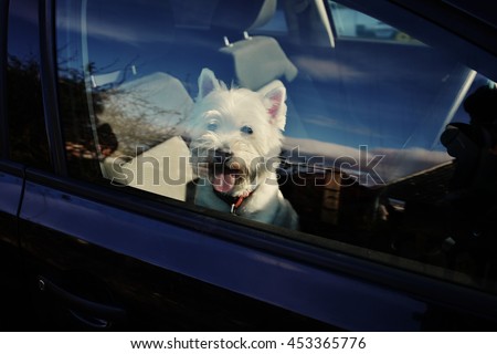 A super cute dog in the car