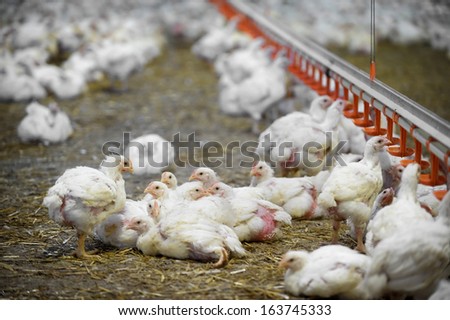 Several poultry laying on the ground inside a poultry farm