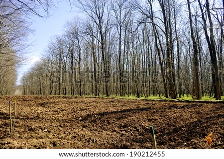 Tree planting empty field inside a forest