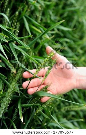 Detail shot with a man\'s hand holding a wheat ear in a green field