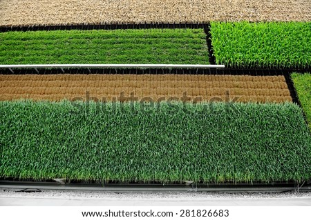Vertical fields of wheat, corn, rice and other vegetables representing a solution for future agriculture