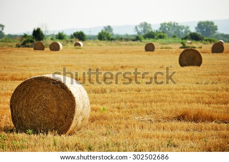 Several hay bales ready for harvest on a hay field