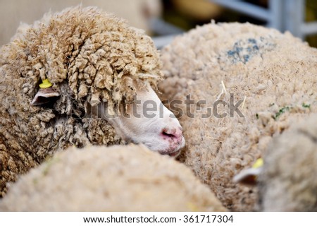 Sheep are staying cramped inside a pen in a sheep farm