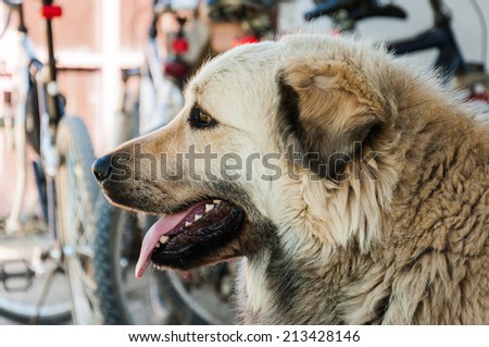 Caucasian shepherd dog - a large fluffy dog chilling in the shades