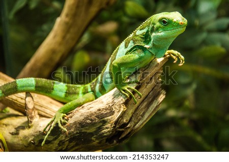 Green lizard - Green lizard with a long tail standing on a piece of wood