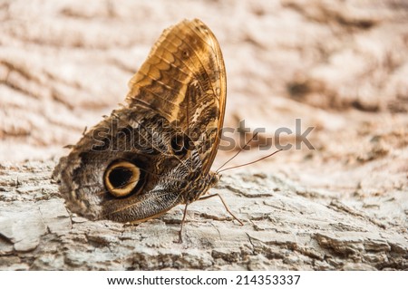 Large brown butterfly - Close up of a butterfly standing on a wooden bark