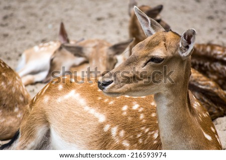 Closeup portrait of a deer female chilling in herd