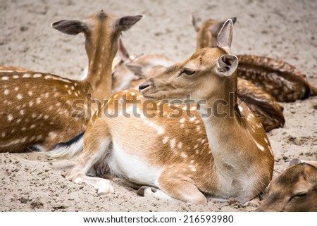 Deer female chilling in herd