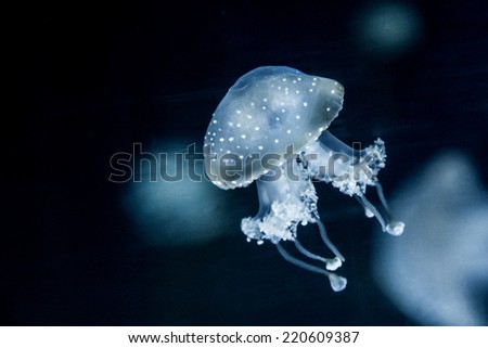 Small jellyfish - Small white jellyfish swimming in dark water