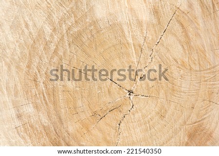 Cut down tree texture with tree rings