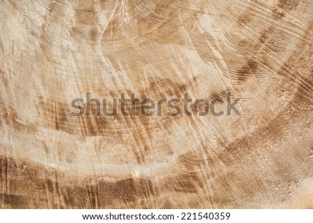 Cut down tree texture with tree rings