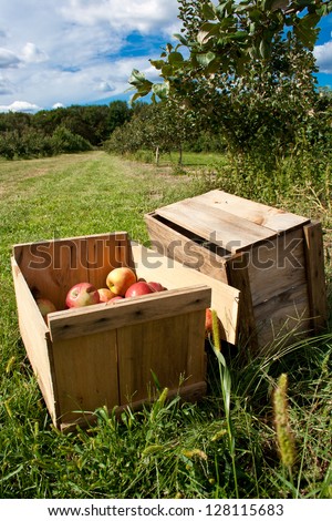 Broken Apple crates