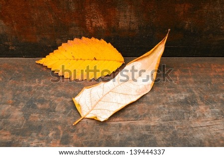 Pair of leaves on back step