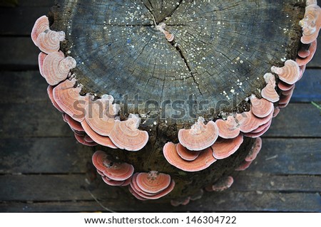 pink mushroom on timber