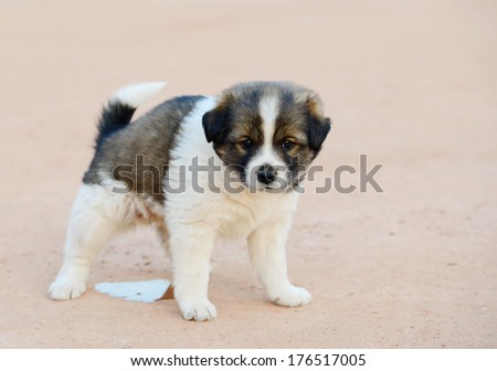 black and white puppy standing on the floor