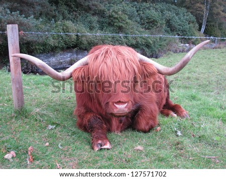 Highland cow, Highland, Scotland