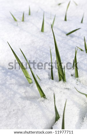 Close-up of green grass covered by snow