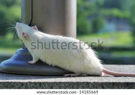 white rat smell wind