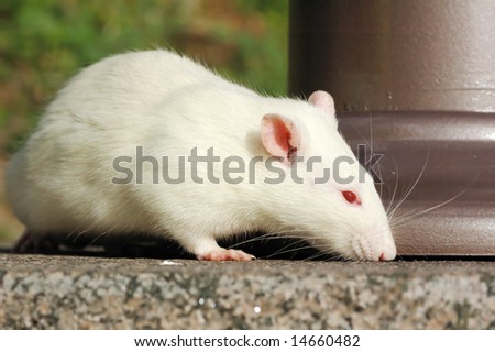white rat sniffing something on ground