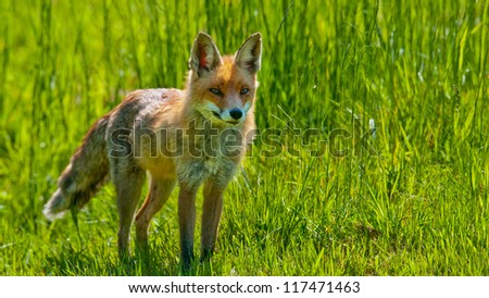 Red Fox is standing on a meadow