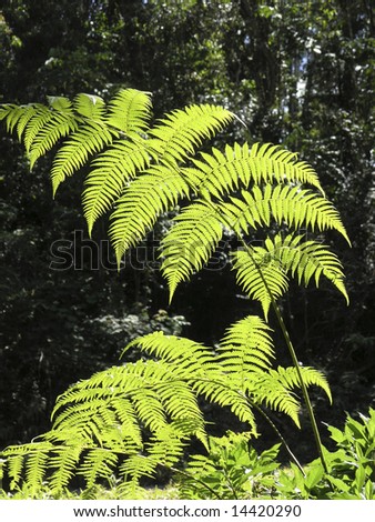 Backlit fern fronds