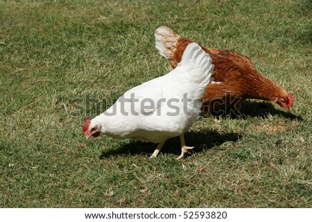 A couple of free range chickens feeding in the open