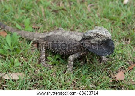 An Australian native bearded dragon lizard