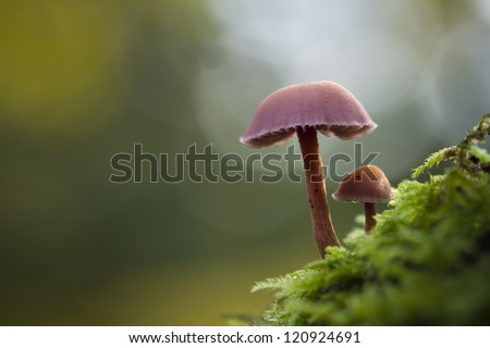 mushroom  mycena \
