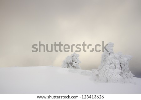 Tree sculptured by the snow in winter, graphic scene in middle range mountain, Vosges, France