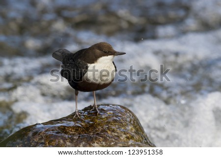 white-throated dipper, river bird, specie \